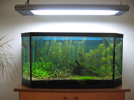 &copy; Zierfischfreunde Immenhausen-Holzhausen