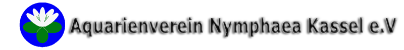 Nymphaea Kassel