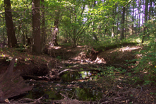 &copy; Zierfischfreunde Immenhausen-Holzhausen