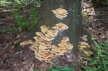 &copy; Zierfischfreunde Immenhausen-Holzhausen