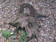 &copy; Zierfischfreunde Immenhausen-Holzhausen