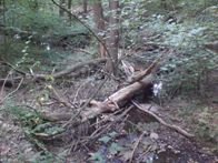 &copy; Zierfischfreunde Immenhausen-Holzhausen