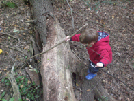 &copy; Zierfischfreunde Immenhausen-Holzhausen