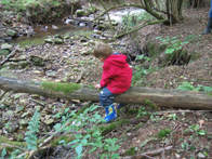 &copy; Zierfischfreunde Immenhausen-Holzhausen