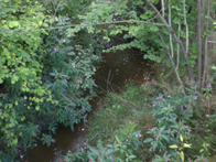 &copy; Zierfischfreunde Immenhausen-Holzhausen