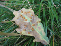 &copy; Zierfischfreunde Immenhausen-Holzhausen