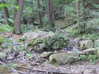 &copy; Zierfischfreunde Immenhausen-Holzhausen