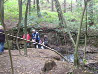 &copy; Zierfischfreunde Immenhausen-Holzhausen