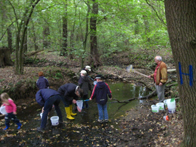 &copy; Zierfischfreunde Immenhausen-Holzhausen