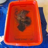 &copy; Zierfischfreunde Immenhausen-Holzhausen