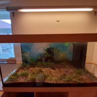 &copy; Zierfischfreunde Immenhausen-Holzhausen