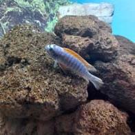 &copy; Zierfischfreunde Immenhausen-Holzhausen