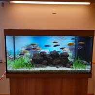 &copy; Zierfischfreunde Immenhausen-Holzhausen