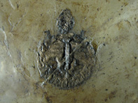 &copy; Zierfischfreunde Immenhausen-Holzhausen