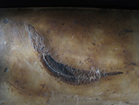 &copy; Zierfischfreunde Immenhausen-Holzhausen