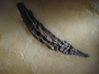 &copy; Zierfischfreunde Immenhausen-Holzhausen