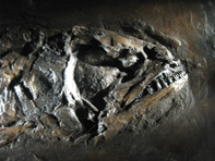 &copy; Zierfischfreunde Immenhausen-Holzhausen