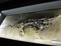 &copy; Zierfischfreunde Immenhausen-Holzhausen