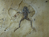 &copy; Zierfischfreunde Immenhausen-Holzhausen