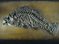 &copy; Zierfischfreunde Immenhausen-Holzhausen