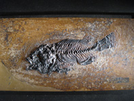 &copy; Zierfischfreunde Immenhausen-Holzhausen