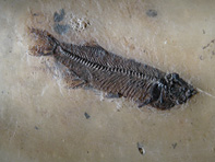 &copy; Zierfischfreunde Immenhausen-Holzhausen