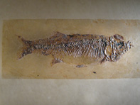 &copy; Zierfischfreunde Immenhausen-Holzhausen